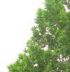 Topol u hřiště ulice Šromova topol kanadský Populus x canadensis Moench vrbovité Salicaceae Populus euramericana (Dode) Guinier Populus x