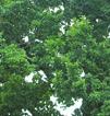 Quercus pedunculata Ehrh.