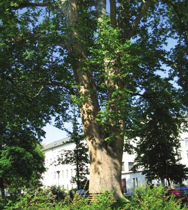 Platan U sv. Anny nemocnice U sv. Anny platan javorolistý Platanus x acerifolia (Ait.) Willd. platanovité Platanaceae Platanus x hispanica Mill. Platanus x hybrida Brot.