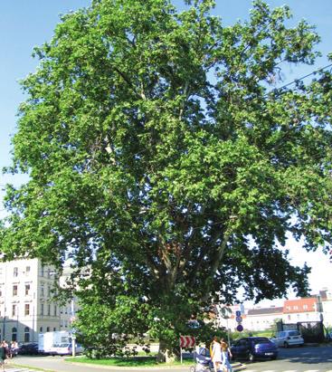 Platan javorolistý Benešova třída platan javorolistý Platanus x acerifolia (Ait.) Willd. platanovité Platanaceae Platanus x hispanica Mill. Platanus x hybrida Brot.