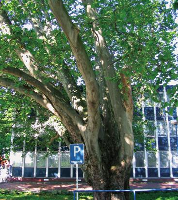 Platan javorolistý ulice Zvonařka platan javorolistý Platanus x acerifolia (Ait.) Willd. platanovité Platanaceae Platanus x hispanica Mill. Platanus x hybrida Brot.