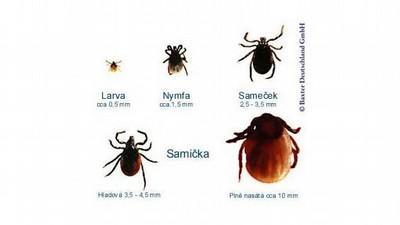 Běžná a záludná onemocnění u dětí Klíště, borrelioza, klíšťová encephalitida klíště pokud možno ihned vytáhnout, optimálně do 24h.