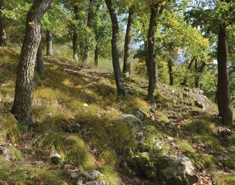 lomem na úpatí Liliové hory i Skotalová-Havlíčková (1973). V roce 2018 jsme při zápisu výše uvedeného fytocenologického snímku s Linaria genistifolia (snímek 3, obr.