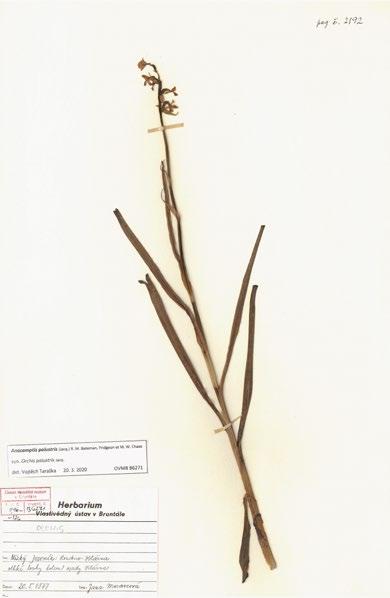 Závěr Integrace floristických údajů a mapování historického rozšíření orchidejí bylo v poslední době předmětem hned dvou projektů (cf. Jatiová Šmiták, 1996; Wild et al., 2019).