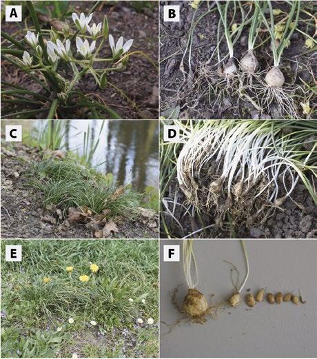 Úvod Snědek (Ornithogalum L.) je rod jednoděložných bylin z čeledi Asparagaceae Juss. (Chase et al., 2016), potažmo Hyacinthaceae Batsch. (Speta, 1998).