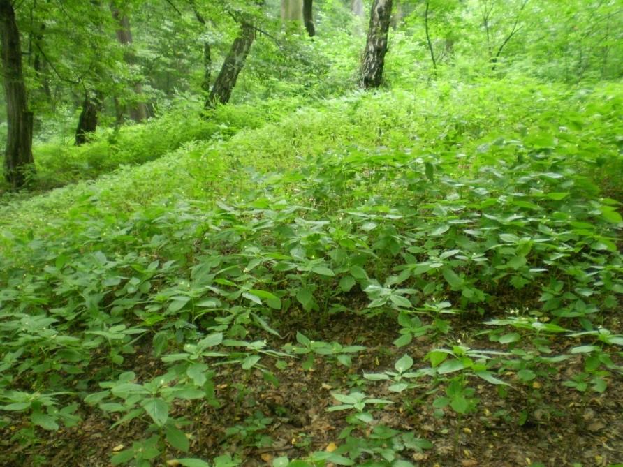 8.5.1. Charakteristika invazních druhů Impatiens parviflora DC. - netýkavka malokvětá Druh původní v Asii se k nám rozšířil na konci 19. století.