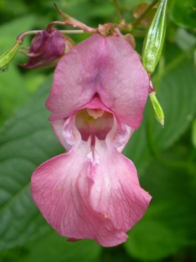 Impatiens glandulifera Royle - netýkavka žláznatá Netýkavka žláznatá zde byla introdukována z oblasti západního Himaláje. Byla zavlečena v 1. Polovině 19. století jako okrasná rostlina.