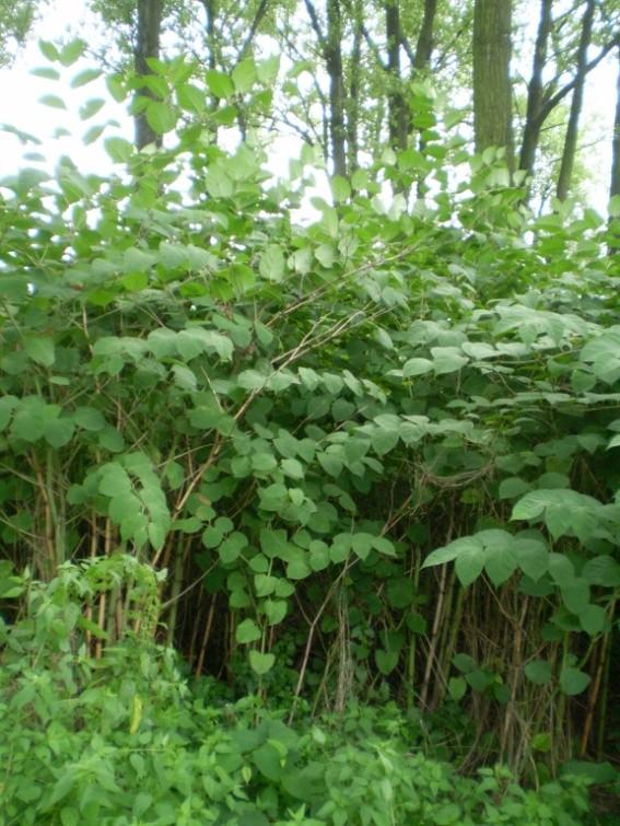 Obrázek 9: Křídlatka japonská (Reynoutria japonica,), (autor, 2014) Robinia pseudoacacia L. - trnovník akát Dřevina pocházející z Ameriky, která se k nám dostala okolo roku 1710.