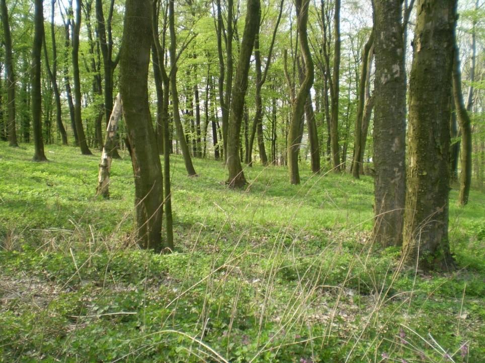 9.1. Hlavní předmět ochrany Již od roku 1966 zde byl chráněn jedinečný souvislý výchoz jako chráněná historická i geologická památka.