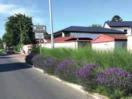 V té době byly již založené oba parky, Keltský a Mlynářský, plocha zeleně kolem obecního úřadu, mlatová plocha s platany na náměstí a další významné plochy zeleně v obci.