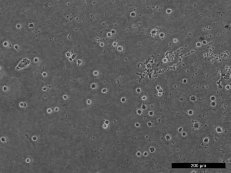 Zajímavé je také chování fibroblastů na povrchu referenční PANI-S, kde prakticky nedochází k buněčné proliferaci, což neodpovídá dříve publikovaným výsledkům, které uvádějí, že na povrchu