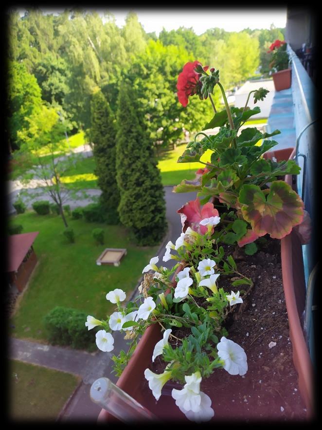 Korýtkovské sázení Jedna, dva, tři, sázej, jak se patří: Sázíš, sázím, sázíme, do truhlíků sypeme, zahradnickou zeminu, očkem na polovinu. Muškáty tam přidáme a vše hlínou srovnáme.