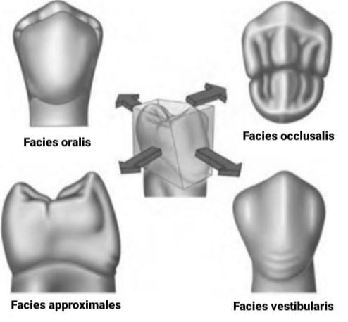Facies approximales, rovněž facies contactus, vytváří spojení mezi sousedícími zuby v zubním oblouku. Obr. 2 - Přehled plošek na zubu Převzato z: DENT-WIKI. Characteristic Features of Tooth Forms.