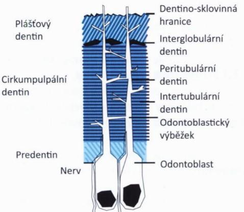 Obr. 6 - Struktura dentinu Převzato z: MINČÍK, J.: Kariologie. Praha: StomaTeam, 2014, s. 34. ISBN 978-80-904377-2-2. 1.1.1.3 Cement Cement neboli cementum je vývojově tkáň mezenchymálního původu.