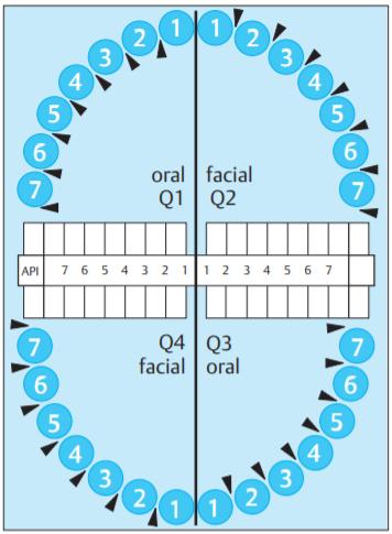 API index lze zapisovat do diagramu, ve kterém čísla znamenají konkrétní zub, šipky představují směr, z jaké strany se aproximální ploška vyšetřuje.