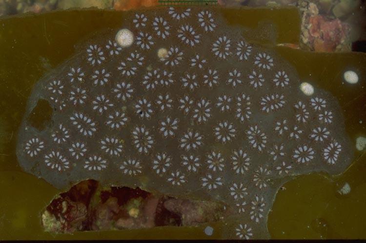 4. Botryllus schlosseri zřasenky