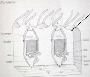 Pyrosomida - ohnivky Redukce oozoidu (embryonální cyathozoid), tvoří 4 primární blastozoidy (tetrazoid), z nich sekundární blastozoidi (gonozoidi), válcovité kolonie se společnou kloakální dutinou,