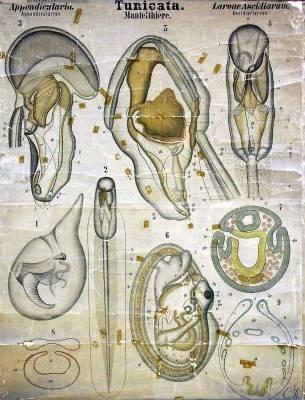 Urochordata: Ascidiacea - sumky morfologie larvy