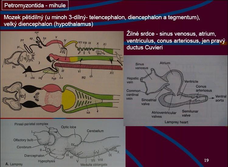 Pětidílný mozek, u minoh 3dílný telencephalon, diencephalon,