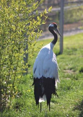Zvířata v ZOO Tábor Chovatelská činnost V roce 2020 jsme tradičně odchovali emu hnědé (Dromaius novaehollandiae) a klokany Bennettovy (Macropus rufogriseus fruticus).