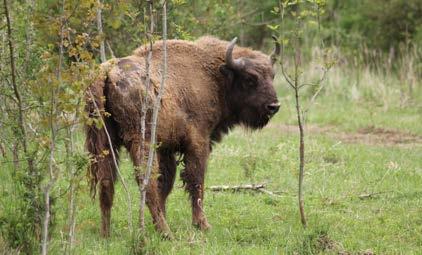 Zvířata v ZOO Tábor Transport samce zubra evropského Tábora Transport