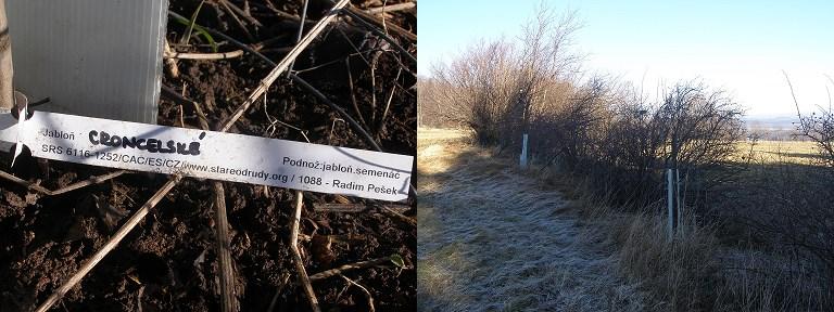 Geranium pratense, juvenilními stádii rostoucích dřevin a dalšími. Na několika místech agrárních objektů na jihovýchodním svahu byly vysazeny staré krajové odrůdy Jabloně Croncelské (obr. 22). Obr.