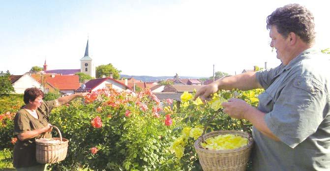 Obří invazi právě tohoto škodlivého brouka očekávají už v příštím roce lesníci na Hodonínsku, konkrétně na Bzenecku.