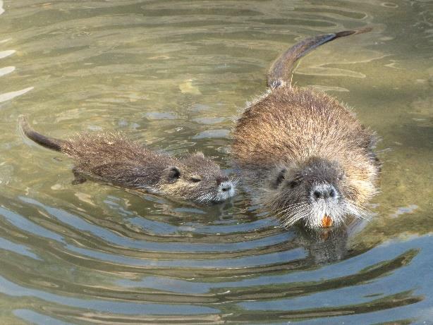 DIKOBRAZOČELISTNÍ (HYSTRICOMORPHA) Skupina se pravděpodobně vyvinula v jižní Americe, odkud se postupně dostala i do dalších částí světa. V současnosti je najdeme v obou Amerikách, v Africe i Asii.