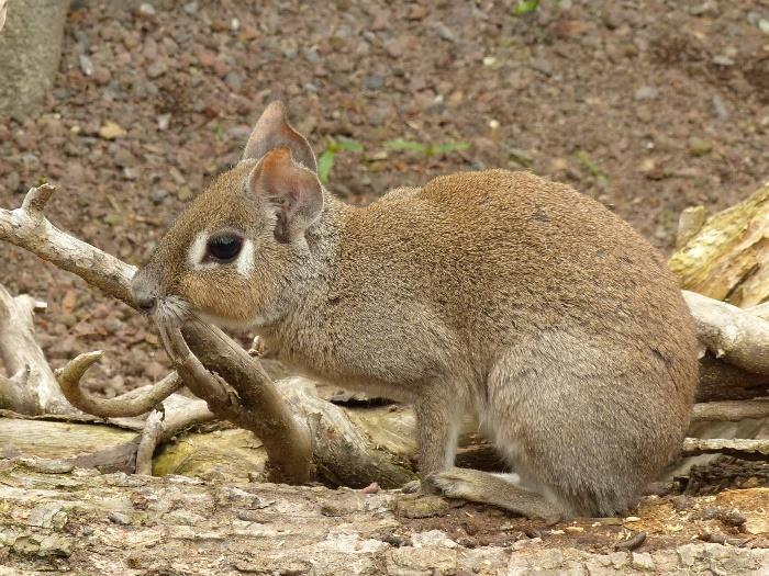 Mara stepní (Dolichotis patagonum) Mara slaništní (Dolichotis salinicola) Příbuznou linií morčat a spol. jsou agutiové (Dasyprocta), akučiové (Myoprocta) a paky (Cuniculus).