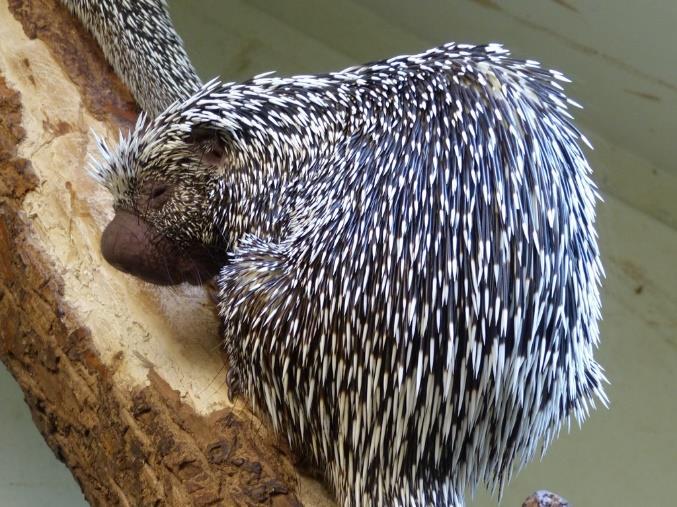 Urzon kanadský (Erethizon dorsatum) Kuandu obecný (Coendou prehensilis) má velmi zvláštní čumák, takže se nedá splést s jiným hlodavcem Mezi opravdu zvláštní hlodavce patří rypoši, kterým se v