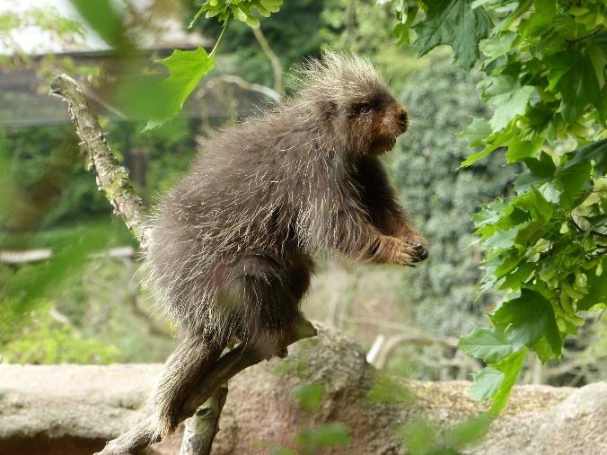 žije ve skalnatých oblastech Namibie a jižní Afriky, a řekomyši. Ty jsou rozšířené od subsaharské Afriky až na jih.