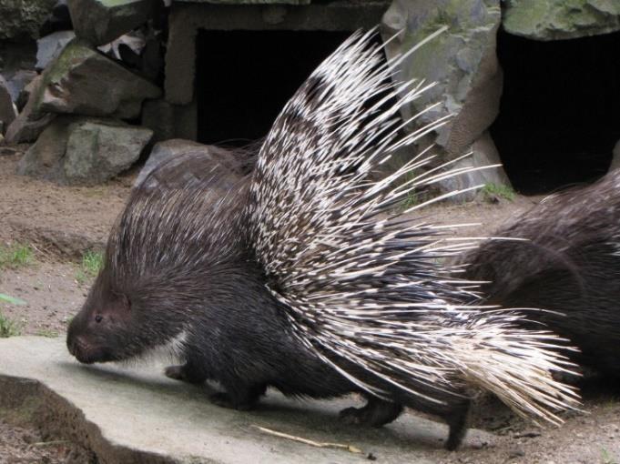 Osinák africký (Atherurus africanus) Naježený dikobraz srstnatonosý (Hystrix indica) K nejstarší linii dikobrazočelistných patří laoš a gundiové.
