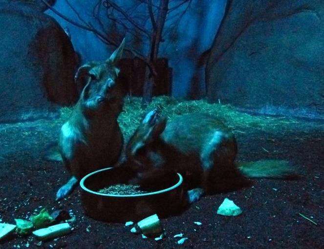 Noháč východoafrický (Pedetes surdaster) BOBROVCI (CASTORIMORPHA) Kromě bobrů do této skupiny patří pytloušovití a pytlonošovití hlodavci. Ti jsou u nás prakticky neznámí, žijí totiž pouze v Americe.