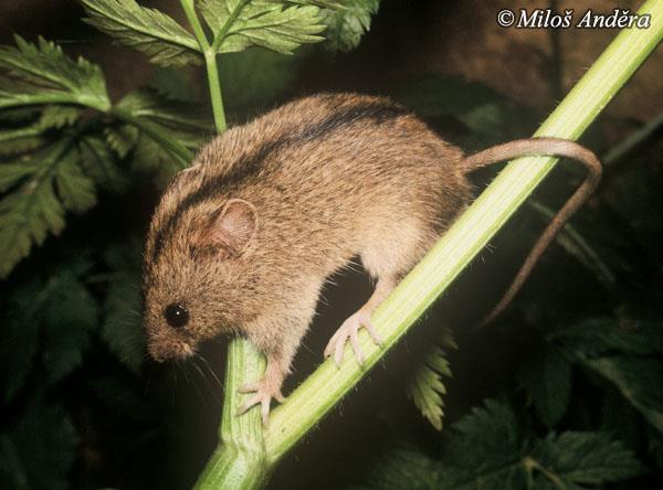Myšovci (Myomorpha) Obvykle se rozdělují na dvě skupiny, myšovité a tarbíkovité. Jediným tarbíkovitým hlodavcem, který žije na našem území, je myšivka horská (Sicista betulina).