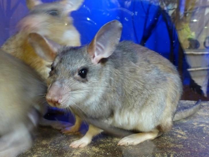 Hlodoun menší (Cannomys badius) (foto I. Dostrašilová) Další linii myšovitých hlodavců tvoří madagaskarští křečci, skalní myšky, stromové myši a křečkokrysy.