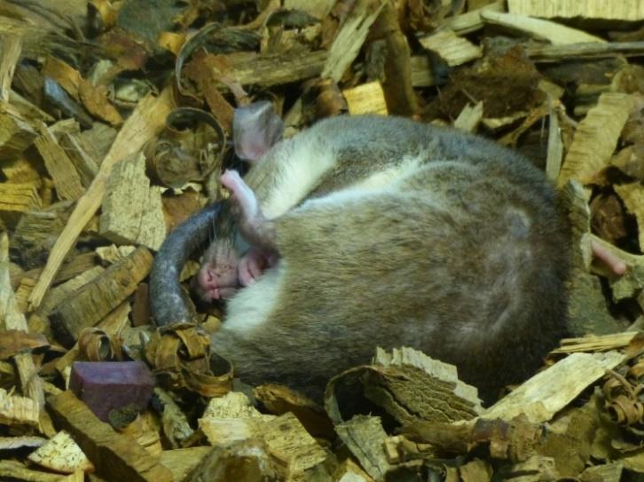 Křečkokrysy žijí pozemním způsobem života, kdy jsou aktivní převážně v noci a přes den spí dutinách skal nebo stromů.