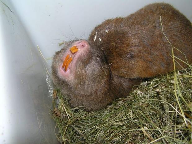 Dostrašilová) Spící křečkokrysa krysa velká (Cricetomys emini) Stromové myši zahrnují 25 druhů obývajících subsaharskou Afriku. Žijí na zemi nebo na stromech, a velmi dobře šplhají.