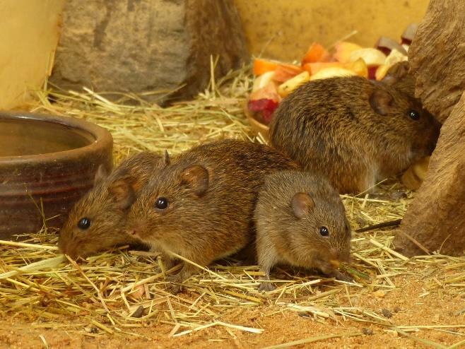 Druhou velkou linií myšovitých hlodavů jsou praví křečci a jejich příbuzní hraboši, ale také velká skupina tzv. amerických křečků.