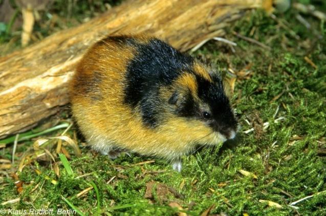 Přemnožení lumíci spotřebují potravní zdroje v okolí a v obrovských stádech se vydávají hledat další potravu. Nedělá jim problémy překonat ani říční toky.