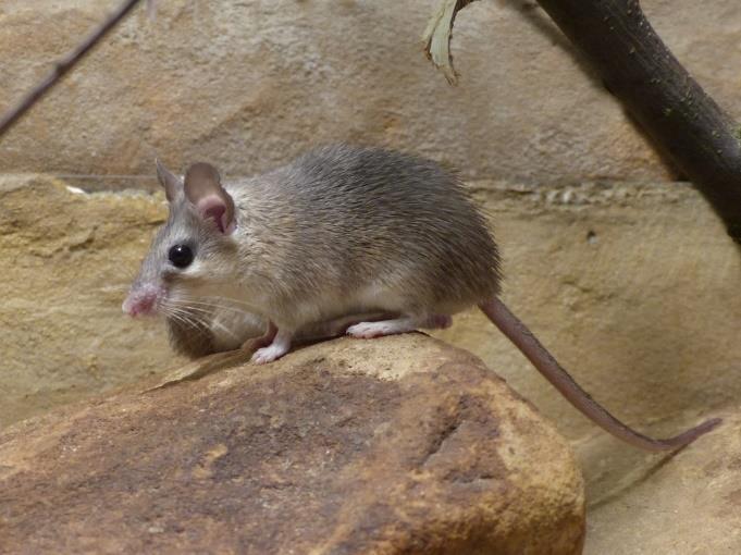 Základem krmení je směs drobnějších semen jako je proso, lesknice, mohár atd. Je jim potřeba doplňovat živočišné bílkoviny např. cvrčky a jiným hmyzem.