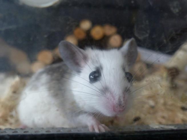 Divoké myši mají hřbet zbarvený tmavošedě, hnědošedě nebo do žluta, barva přechází bez výraznější přechodové linie do šedé nebo žlutošedé na břiše.