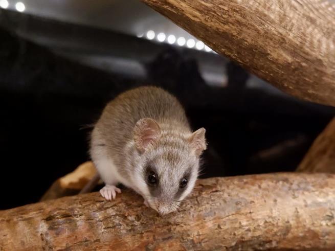 V lidské péči se můžeme setkat s chovem krysy akáciové (Thallomys nigricaudata), jedním ze zástupců rodu Thallomys. Jedná se o stromová zvířata.