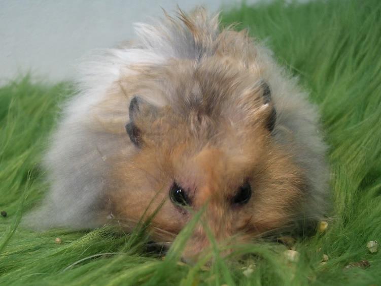 Původní barva srsti byla žlutohnědá (zlatá), spodek těla bílý. V zajetí byly vyšlechtěny různé varianty srsti (dlouhá, rex, saténová atd.