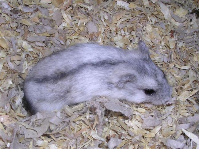 Základní zbarvení je tmavě šedé s černým úhořím pruhem na zádech, spodek těla je světle šedý až bílý. Ve volné přírodě křečík mění na zimu srst na bílou se světle šedým pruhem na hřbetě.