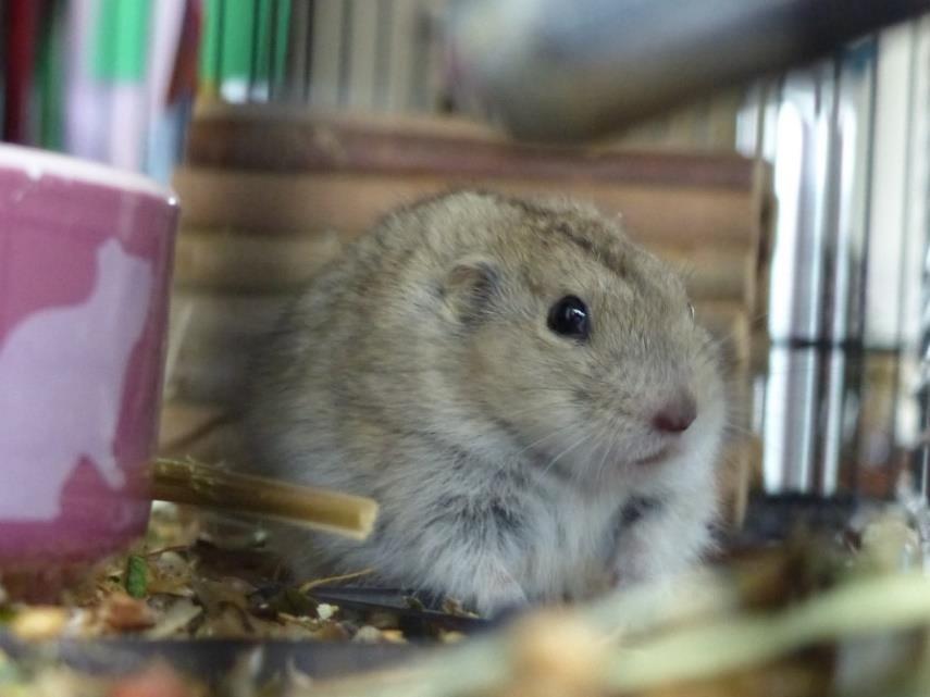 PESTRUŠKA PÍSEČNÁ (LAGURUS LAGURUS) Velikost a váha: 7 10 cm 20 40 g Délka života: 2 3 roky Pohlavní dospělost: 3 6 týdnů Délka březosti: 20 21 dní Počet mláďat: 3 7 mláďat Původ: Eurasie, (vyskytují
