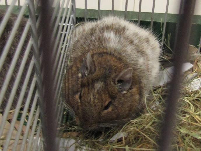 OSMÁK DEGU (OCTODON DEGU) Osmákovi degu se podle vzhledu někdy říká chilská veverka, ale jako veverka se nechová Popis: Tělo je typicky hlodavčí, s dlouhým osrstěným ocáskem zakončeným černou