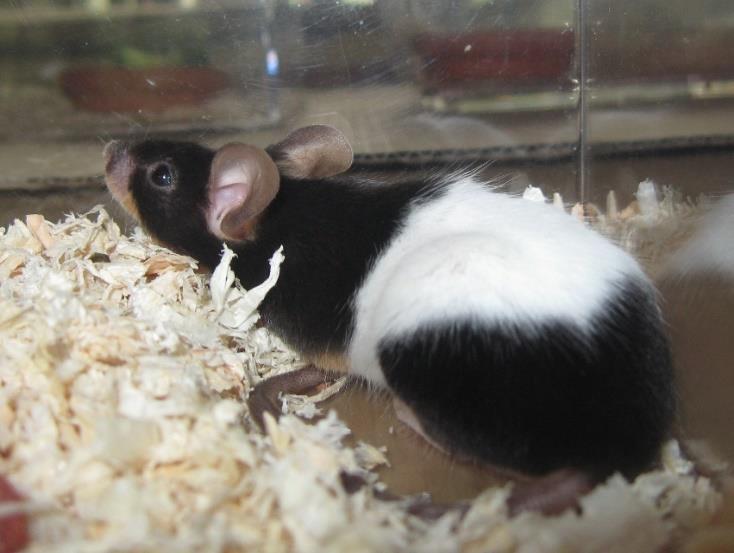 MYŠ LABORATORNÍ (MUS MUSCULUS VAR.