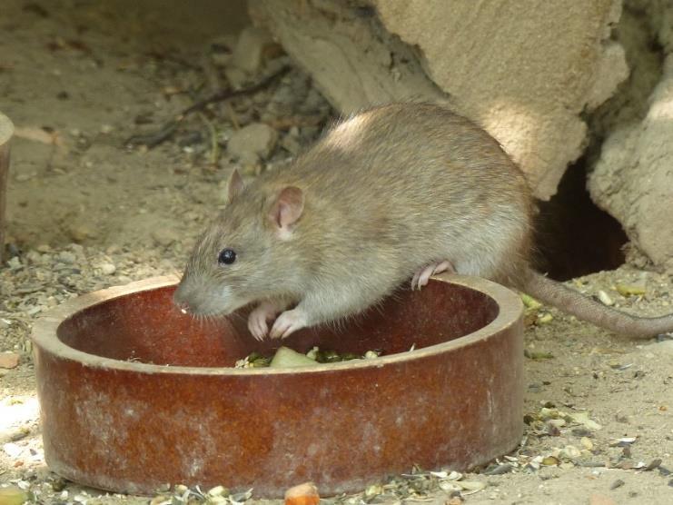 Velikost a váha: 20 30 cm 250 500 g Délka života: 2 3 roky Pohlavní dospělost: 4 8 týdnů Délka březosti: 20 25 dní Počet mláďat: 8 16 Původ: POTKAN LABORATORNÍ (RATTUS NORVEGICUS VAR.