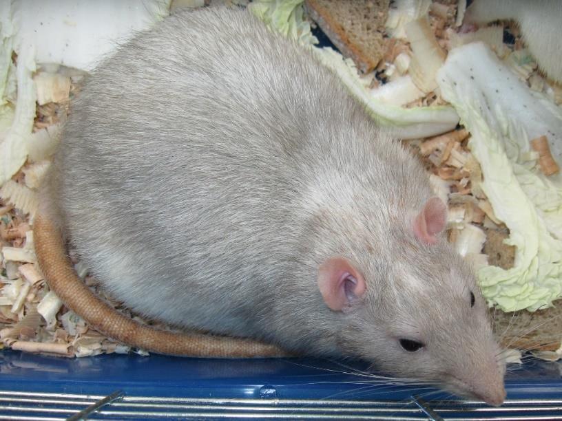 Břicho je zbarvené krémově. Oči jsou jasné růžové, ne nepodobné očím albínů. Varieta standardní, zbarvení jantarový se strakovanou kresbou Perlová Barva bez tickingu.