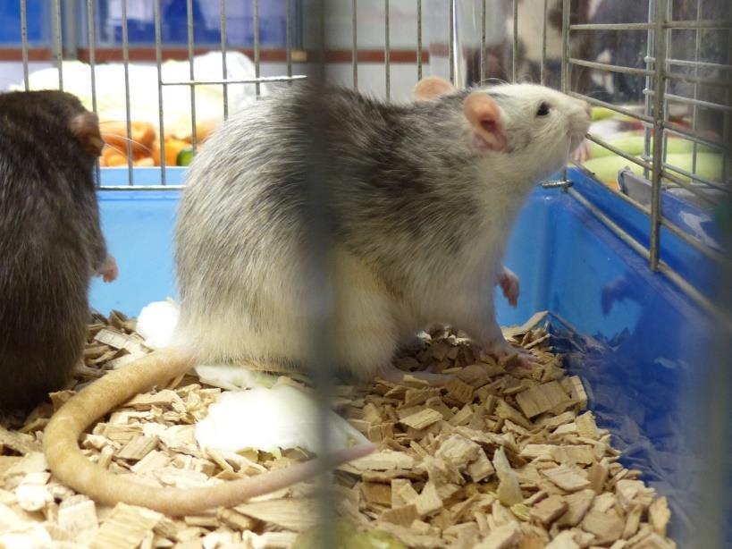 Vybrané barevné efekty Obláčkový efekt Pro tento efekt je charakteristická tmavší maska kolem čumáku a očí.